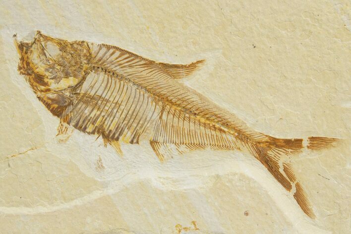 Detailed Fossil Fish (Diplomystus) - Wyoming #318582